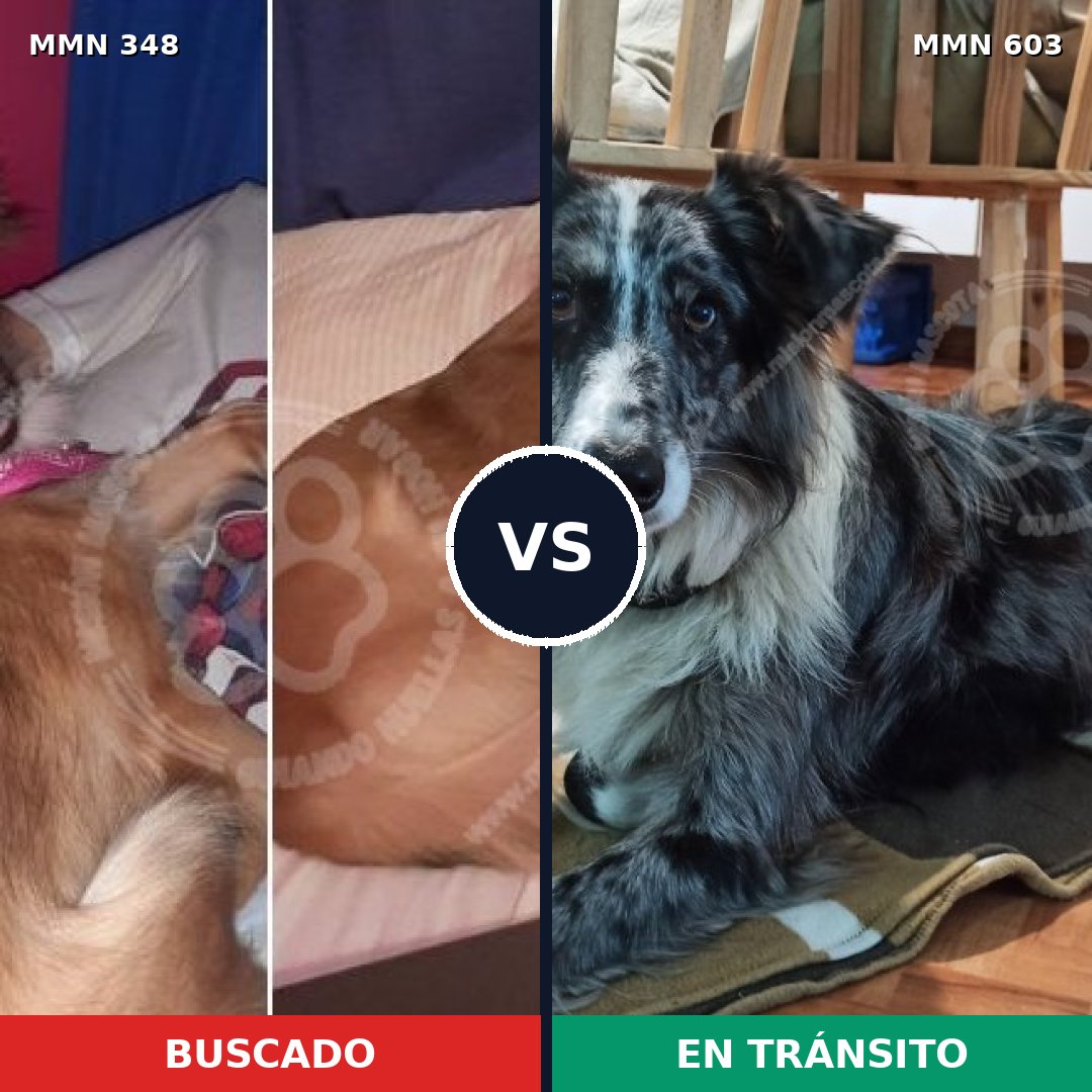 Comparativa MMS 6772: mascota perdida y mascota encontrada, 15% de similitud