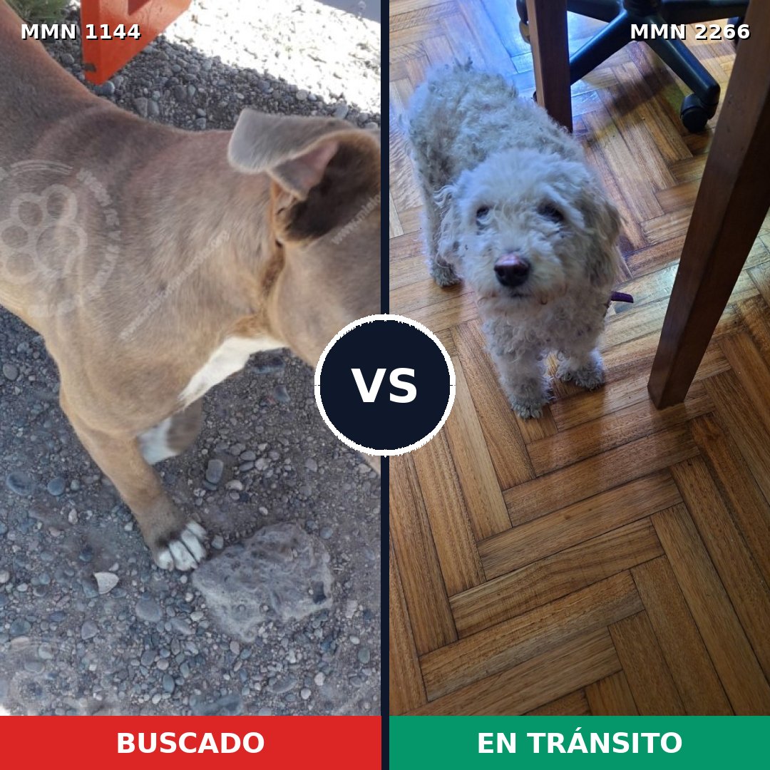 Comparativa MMS 67726: mascota perdida y mascota encontrada, 24% de similitud