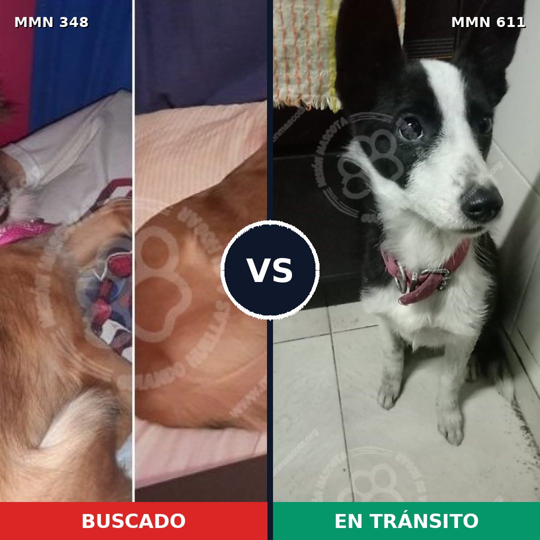 Comparativa MMS 6773: mascota perdida y mascota encontrada, 21% de similitud