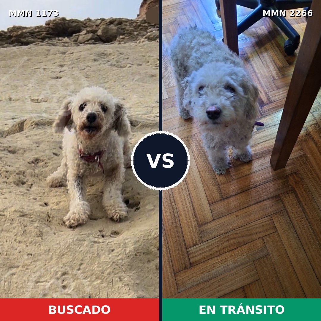 Comparativa MMS 67731: mascota perdida y mascota encontrada, 41% de similitud