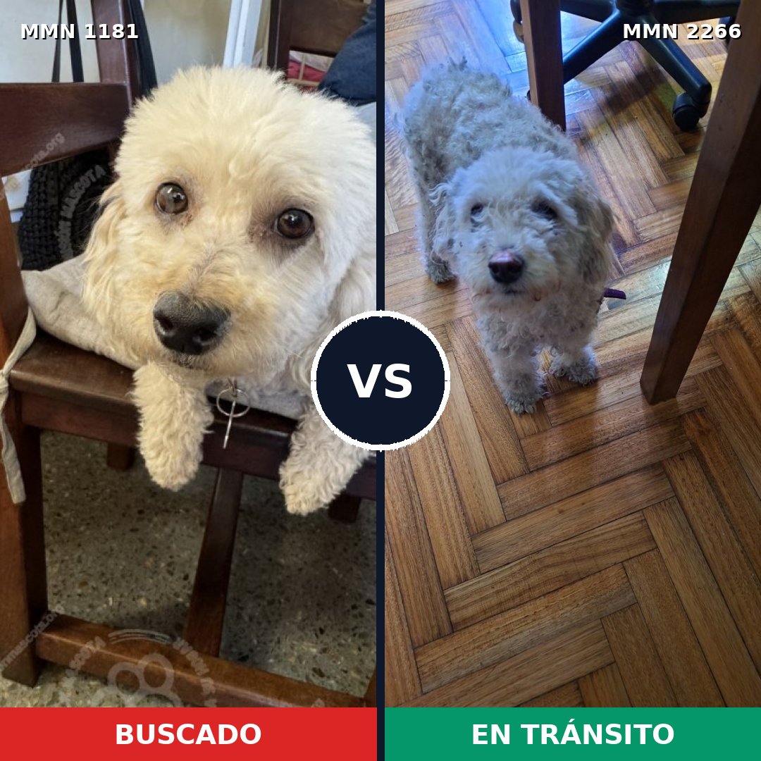 Comparativa MMS 67733: mascota perdida y mascota encontrada, 42% de similitud