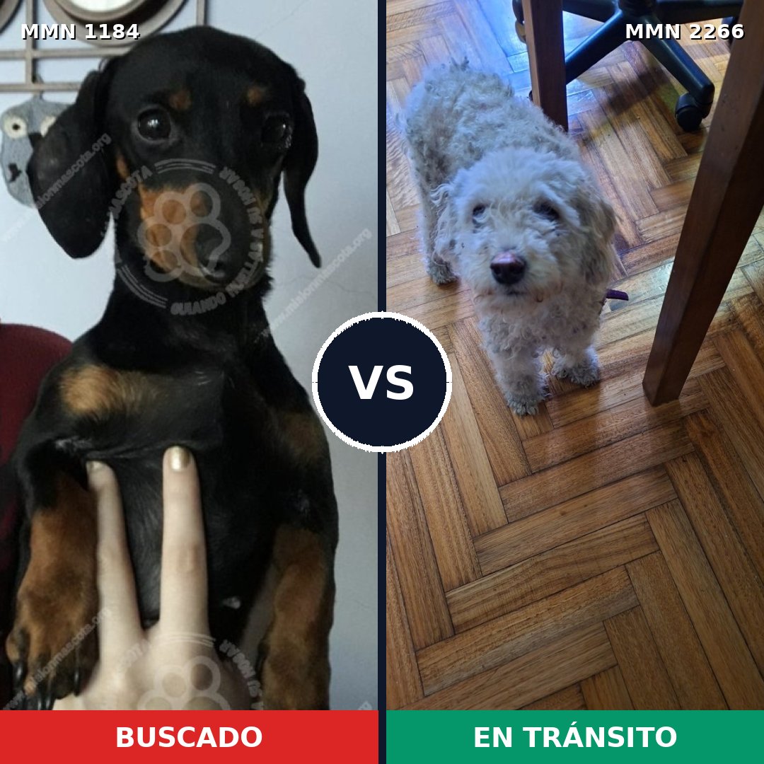 Comparativa MMS 67735: mascota perdida y mascota encontrada, 41% de similitud