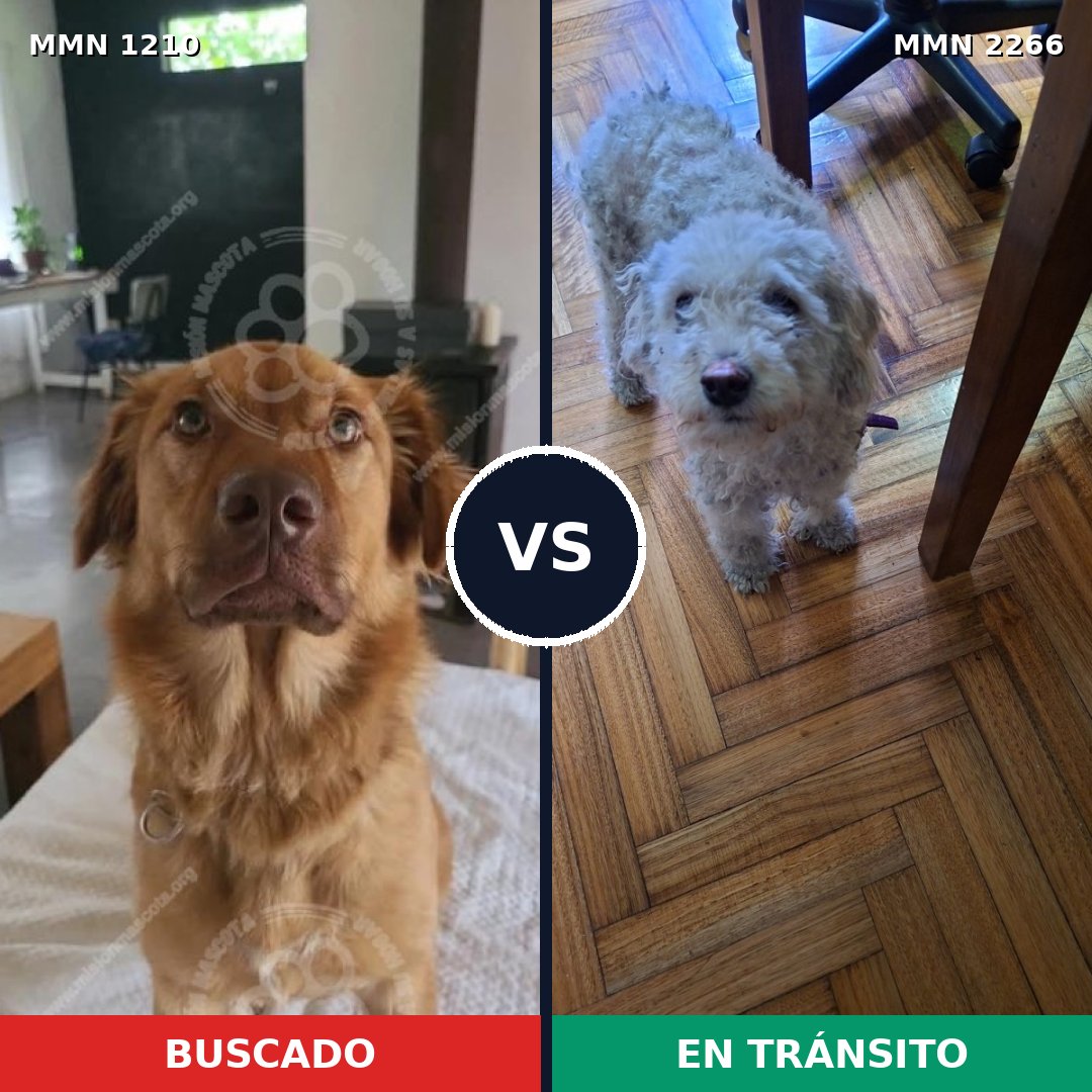 Comparativa MMS 67739: mascota perdida y mascota encontrada, 21% de similitud