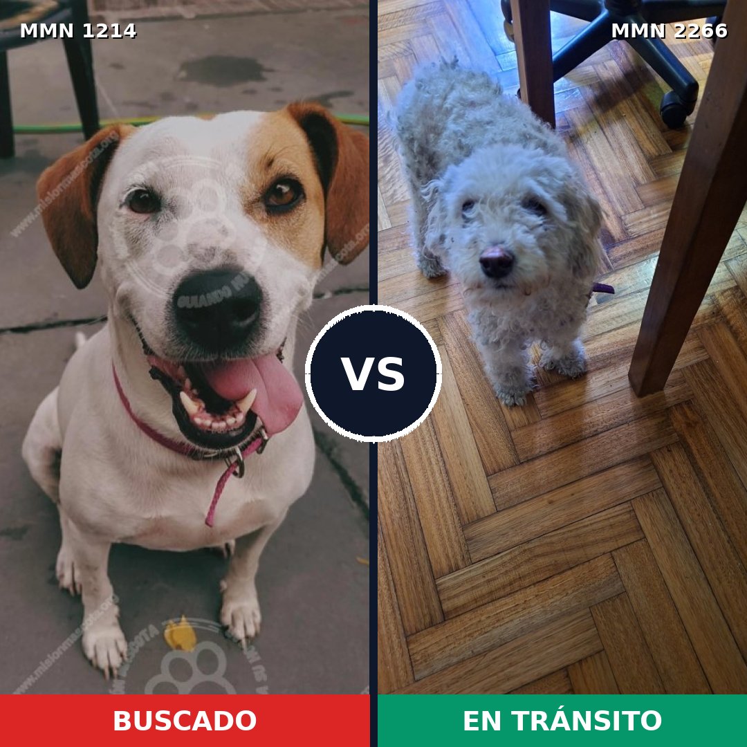 Comparativa MMS 67740: mascota perdida y mascota encontrada, 22% de similitud