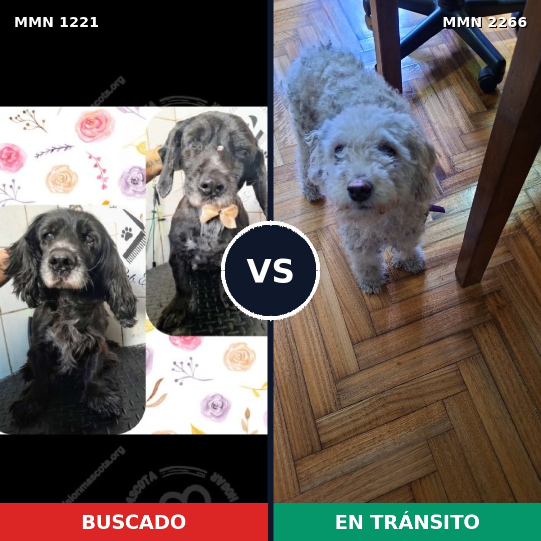 Comparativa MMS 67741: mascota perdida y mascota encontrada, 21% de similitud