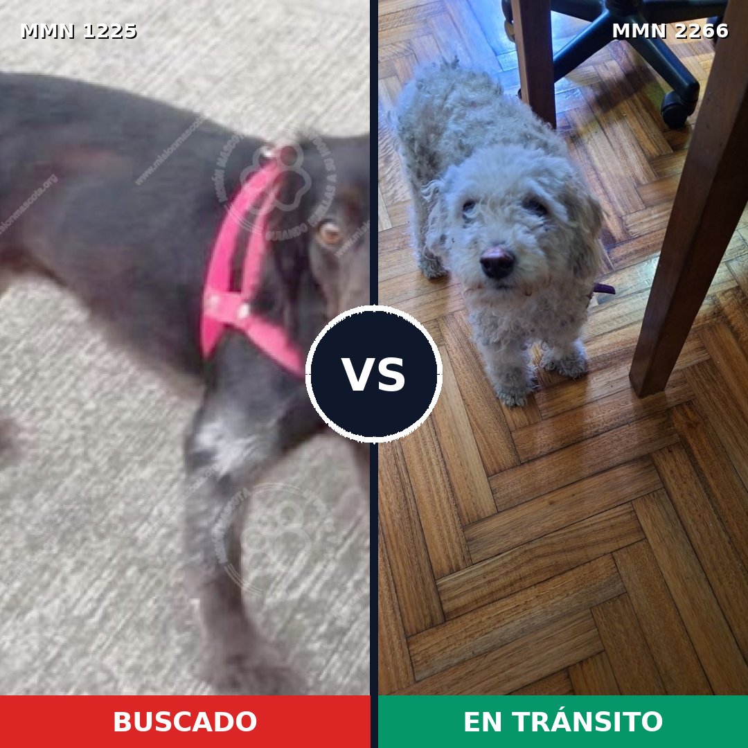 Comparativa MMS 67742: mascota perdida y mascota encontrada, 42% de similitud