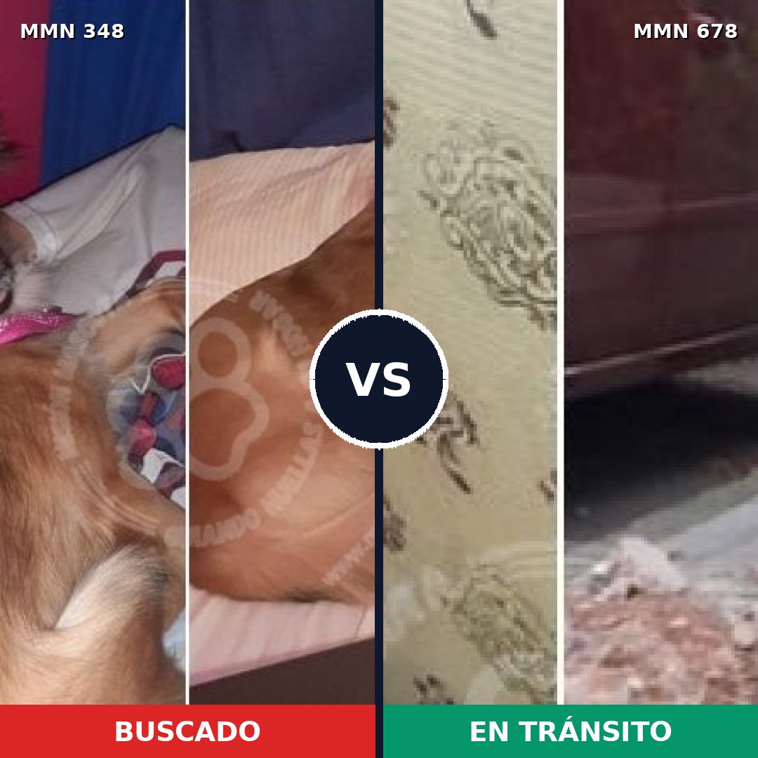 Comparativa MMS 6775: mascota perdida y mascota encontrada, 31% de similitud