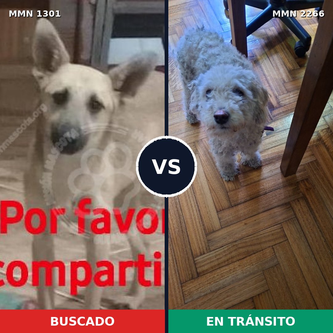 Comparativa MMS 67753: mascota perdida y mascota encontrada, 40% de similitud