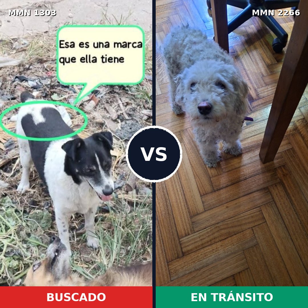 Comparativa MMS 67754: mascota perdida y mascota encontrada, 39% de similitud