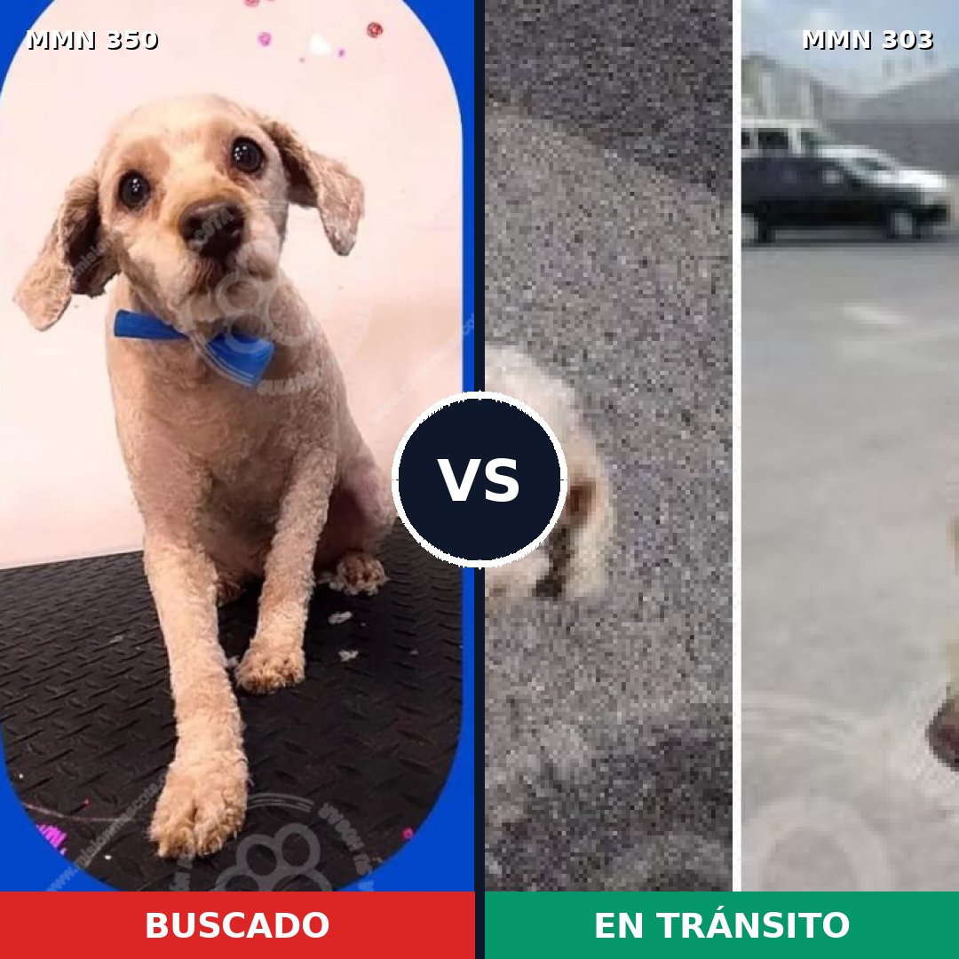 Comparativa MMS 6776: mascota perdida y mascota encontrada, 68% de similitud