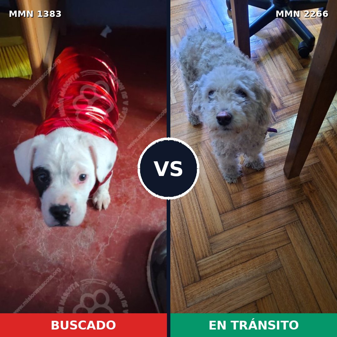 Comparativa MMS 67763: mascota perdida y mascota encontrada, 23% de similitud