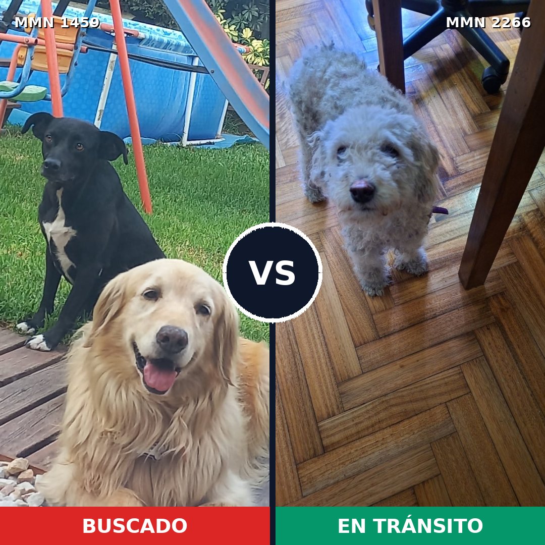 Comparativa MMS 67769: mascota perdida y mascota encontrada, 22% de similitud