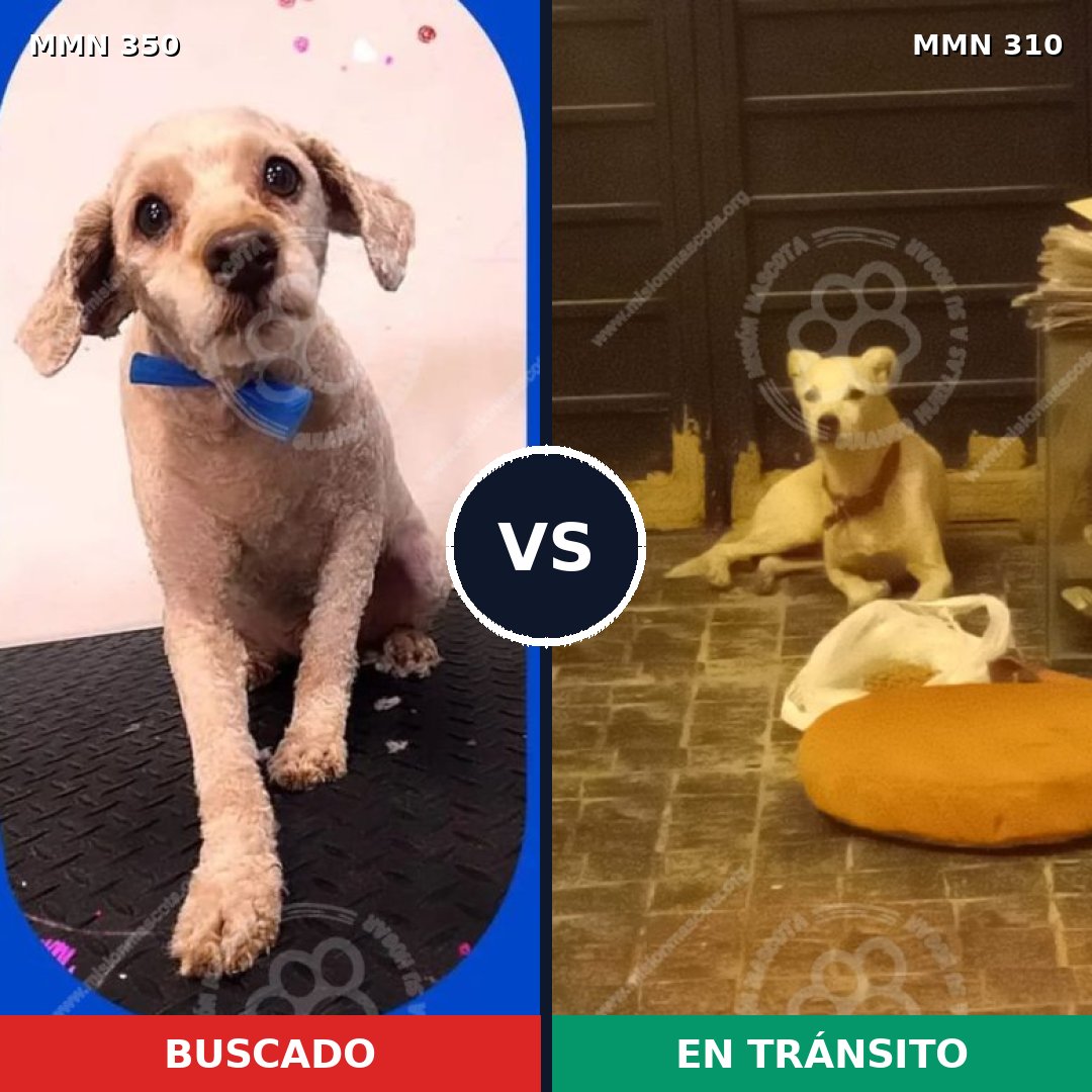 Comparativa MMS 6777: mascota perdida y mascota encontrada, 42% de similitud