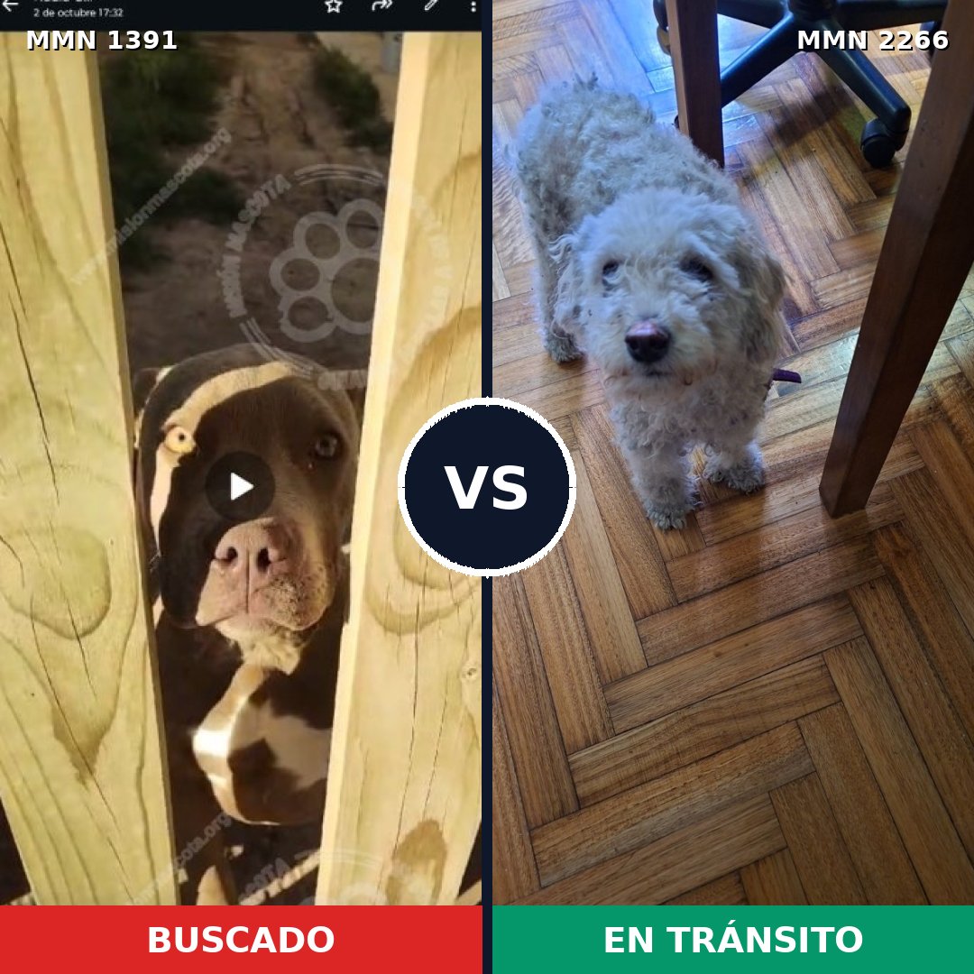 Comparativa MMS 67770: mascota perdida y mascota encontrada, 24% de similitud