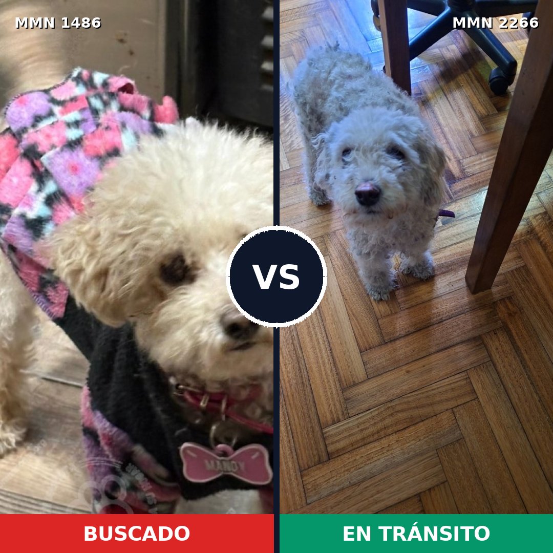 Comparativa MMS 67772: mascota perdida y mascota encontrada, 39% de similitud