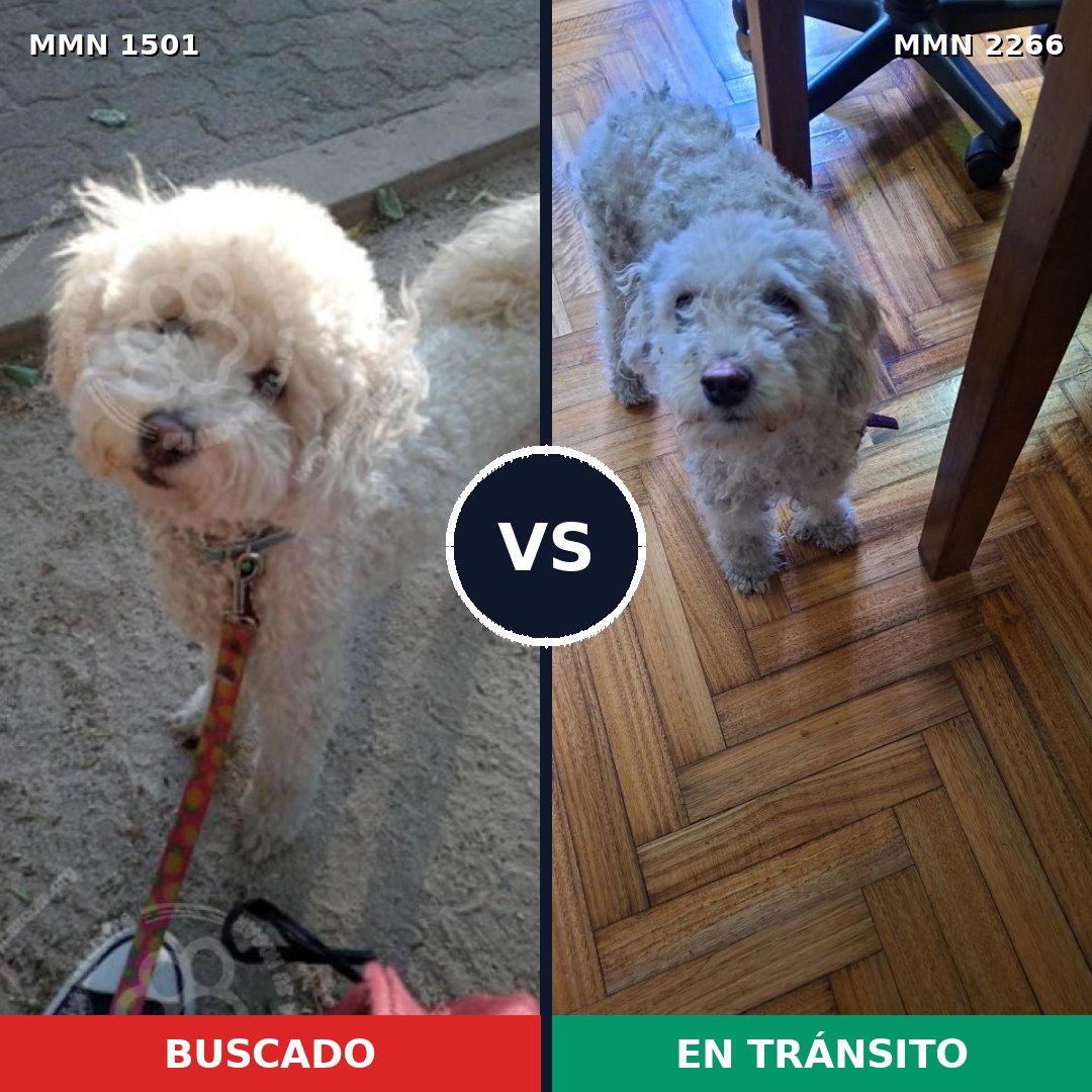 Comparativa MMS 67773: mascota perdida y mascota encontrada, 23% de similitud