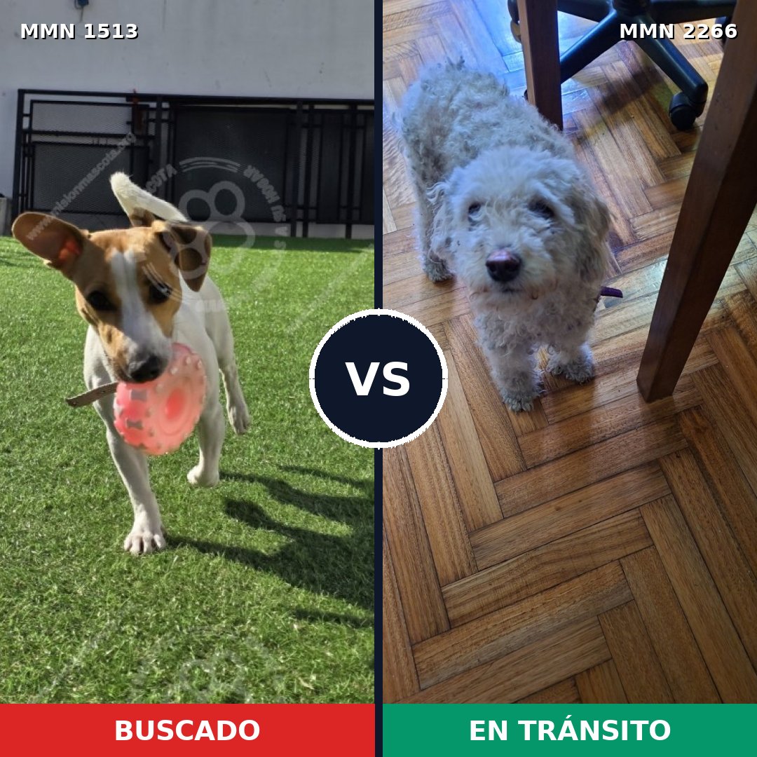 Comparativa MMS 67774: mascota perdida y mascota encontrada, 41% de similitud