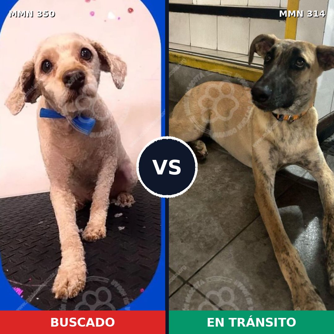 Comparativa MMS 6778: mascota perdida y mascota encontrada, 33% de similitud