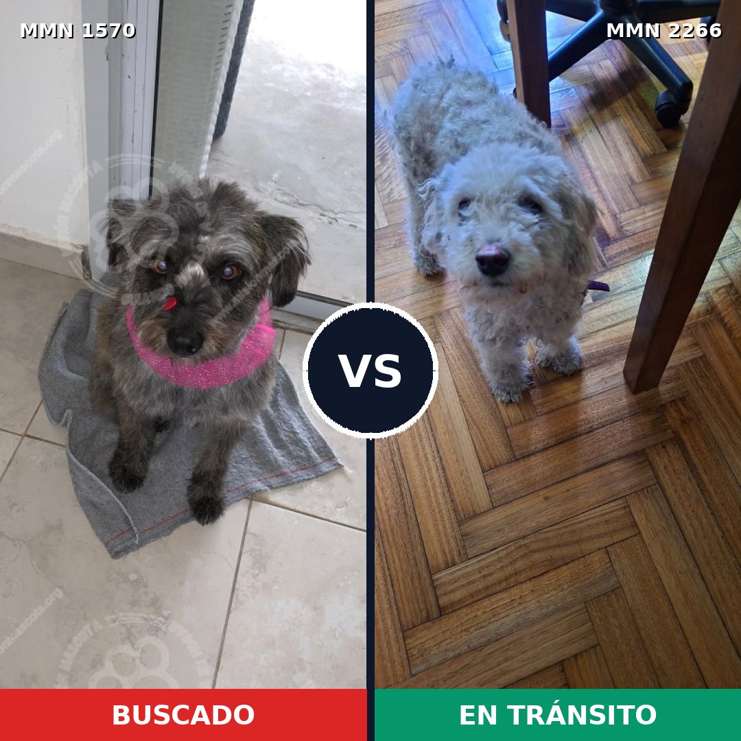 Comparativa MMS 67780: mascota perdida y mascota encontrada, 21% de similitud