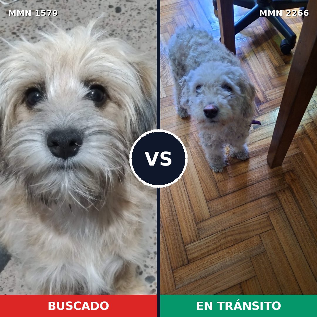 Comparativa MMS 67782: mascota perdida y mascota encontrada, 43% de similitud