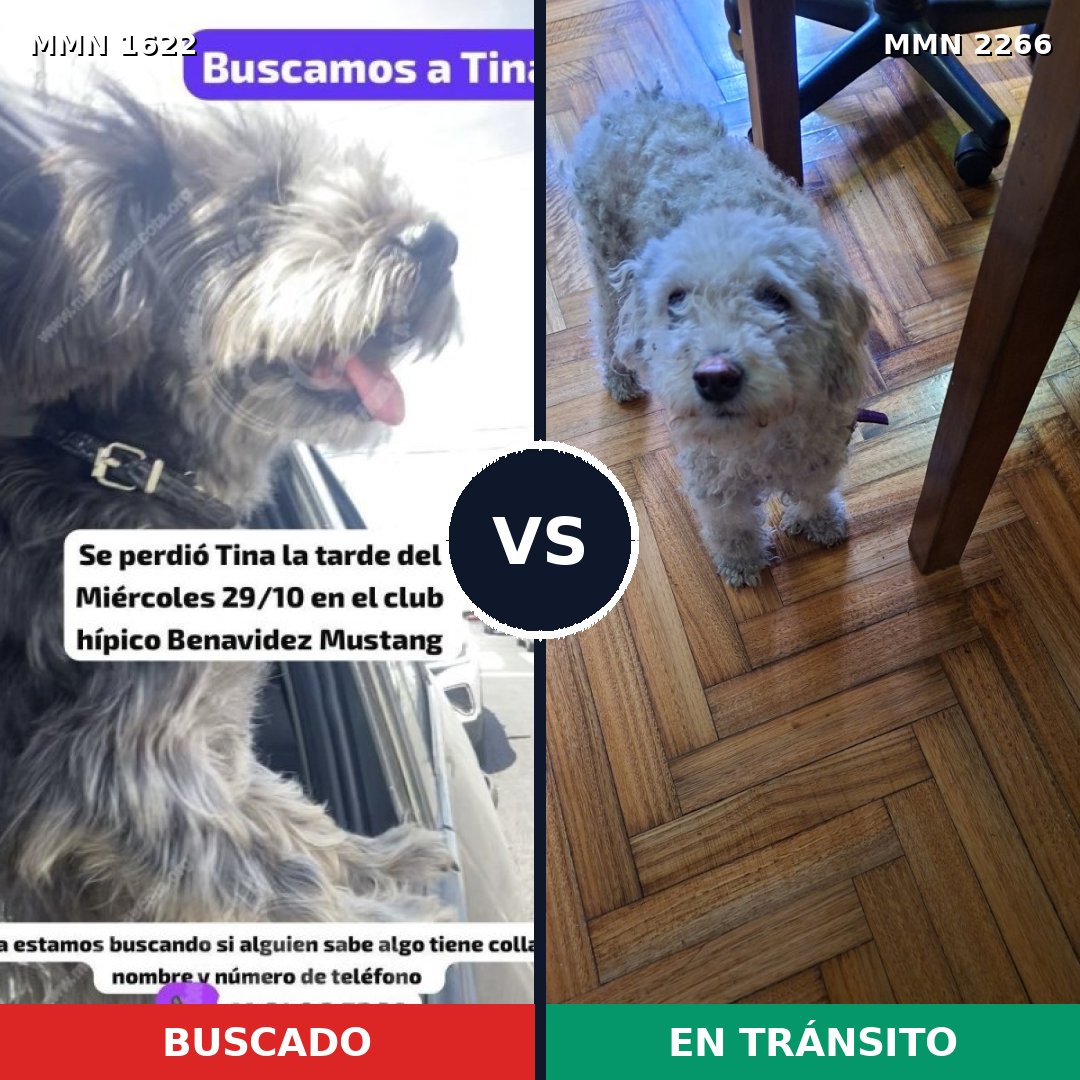 Comparativa MMS 67783: mascota perdida y mascota encontrada, 43% de similitud