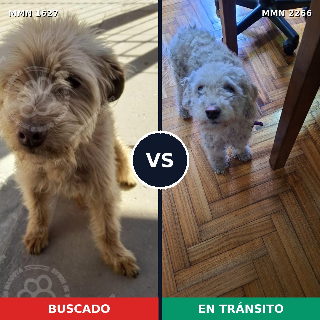 Comparativa MMS 67784: mascota perdida y mascota encontrada, 41% de similitud