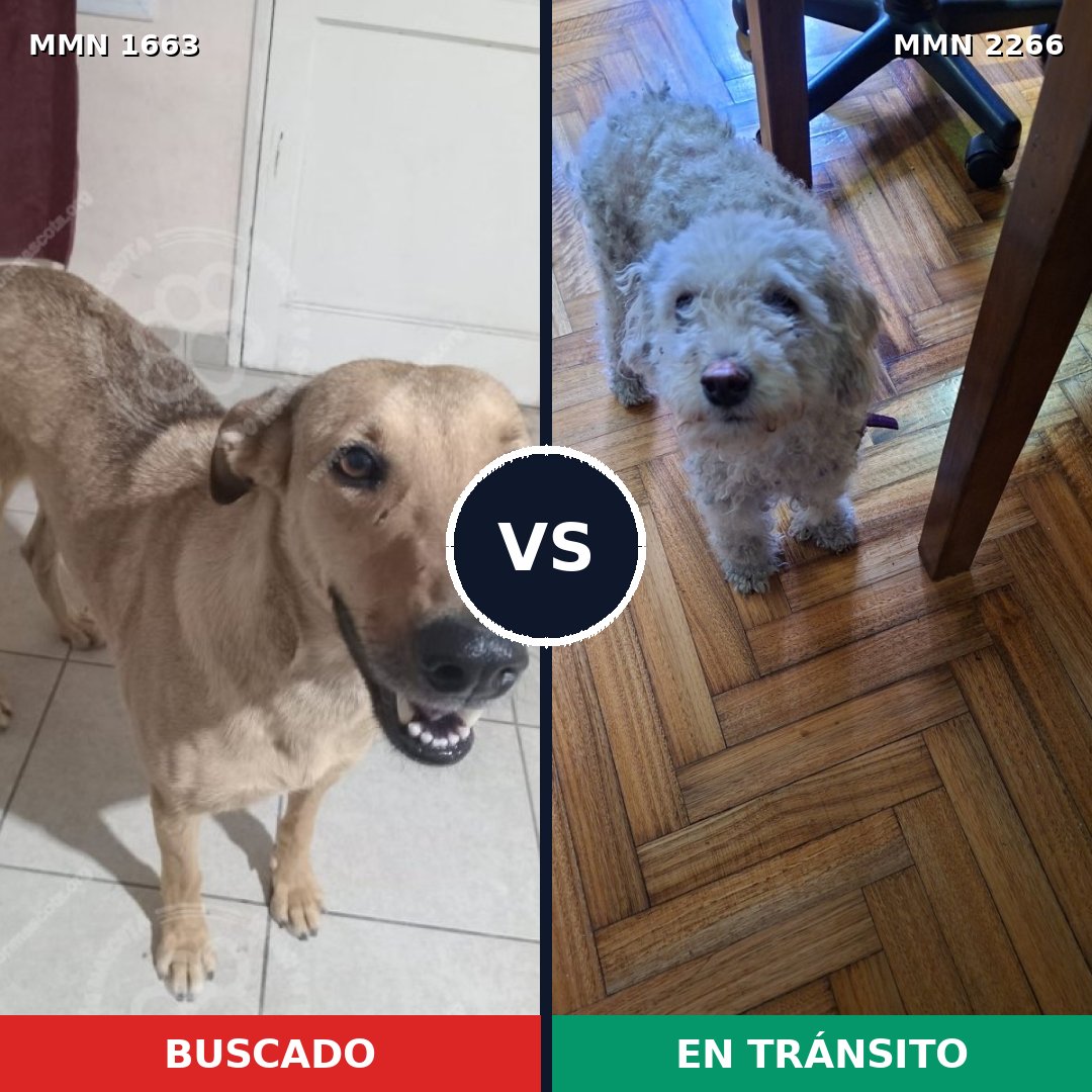 Comparativa MMS 67786: mascota perdida y mascota encontrada, 23% de similitud