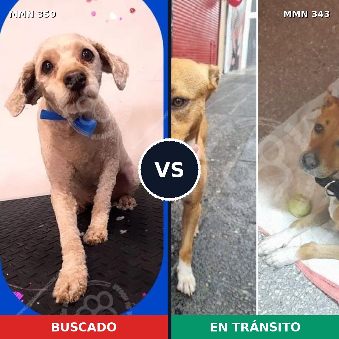 Comparativa MMS 6779: mascota perdida y mascota encontrada, 47% de similitud