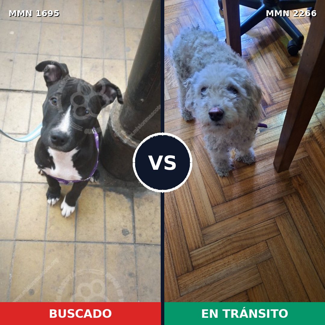 Comparativa MMS 67791: mascota perdida y mascota encontrada, 23% de similitud