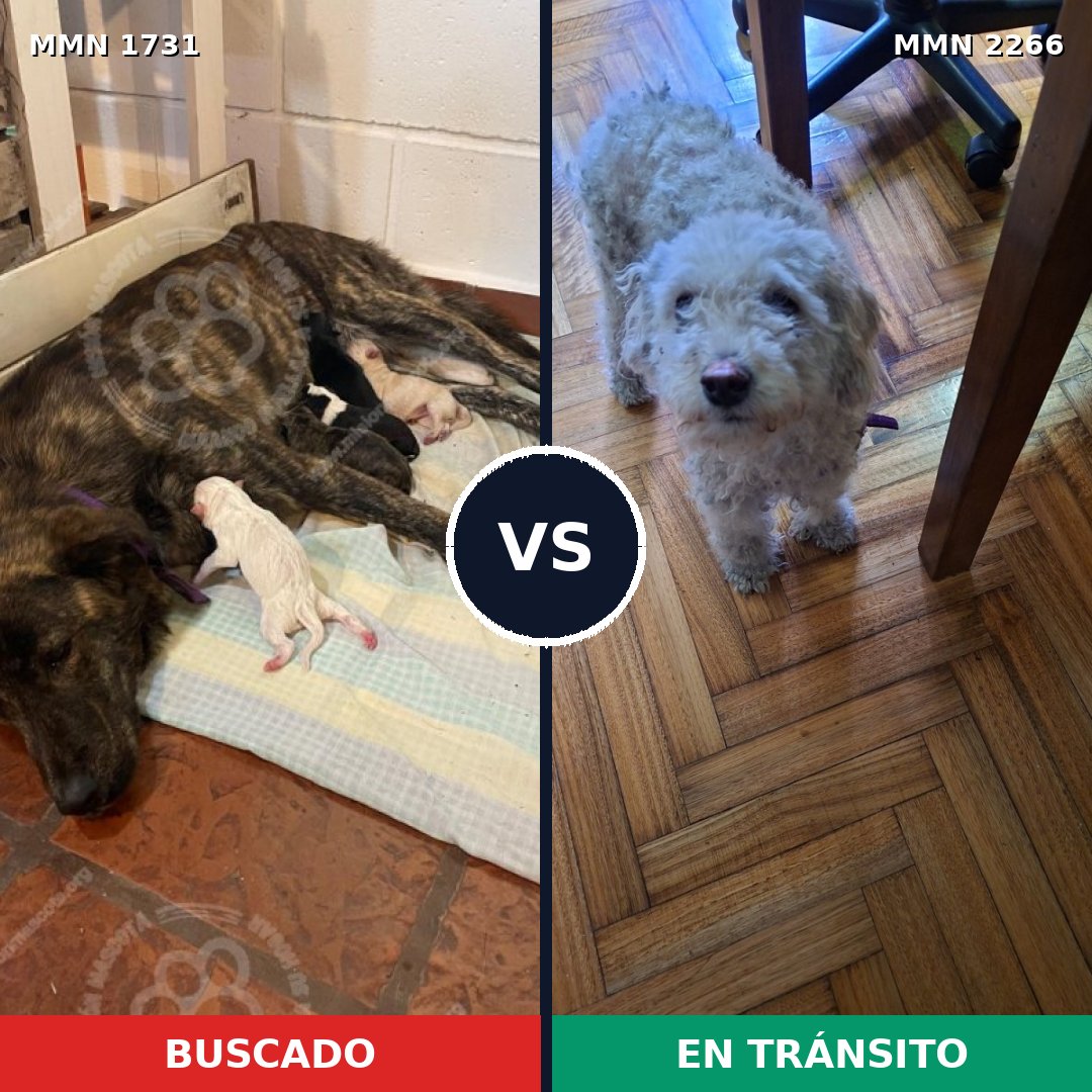 Comparativa MMS 67795: mascota perdida y mascota encontrada, 23% de similitud