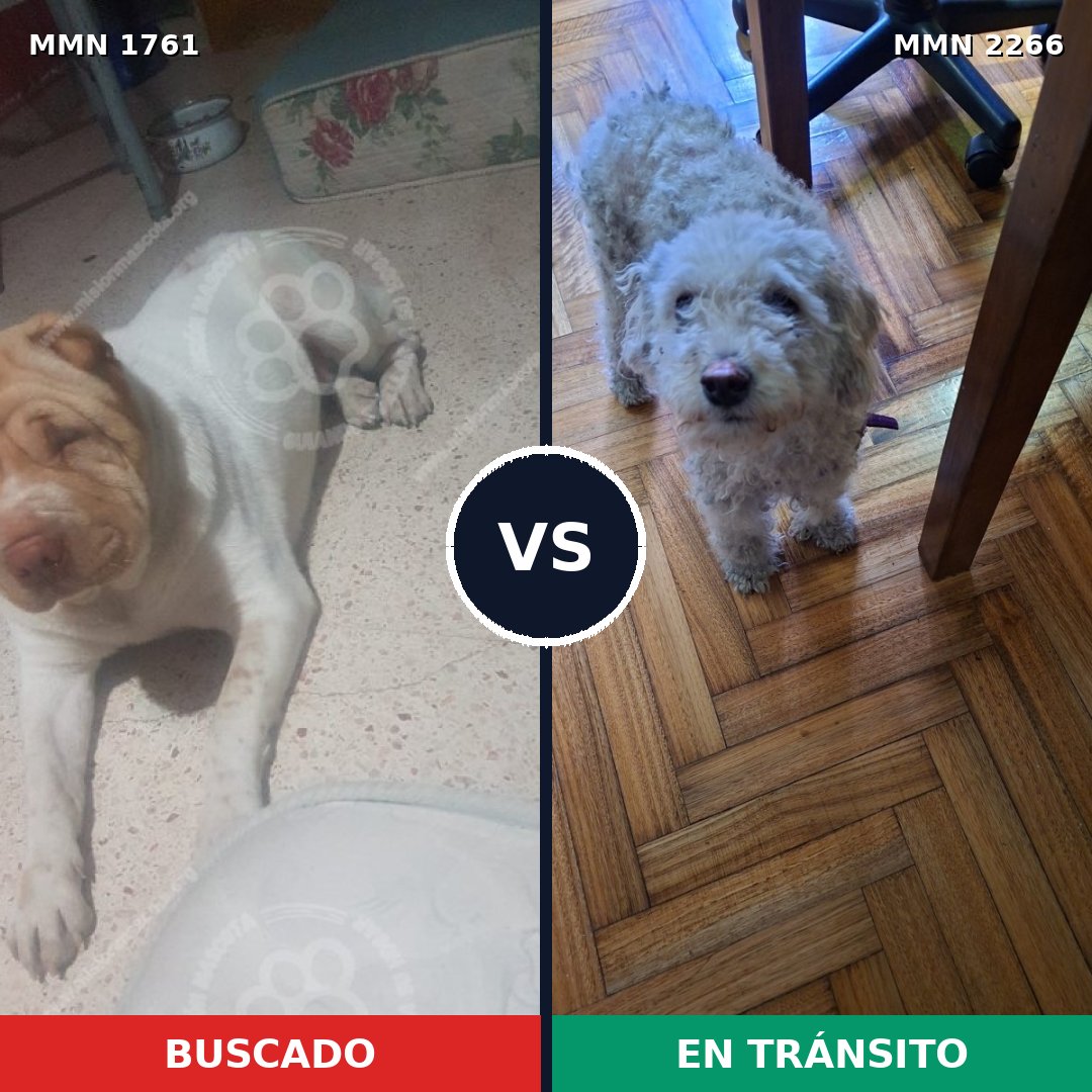 Comparativa MMS 67796: mascota perdida y mascota encontrada, 43% de similitud