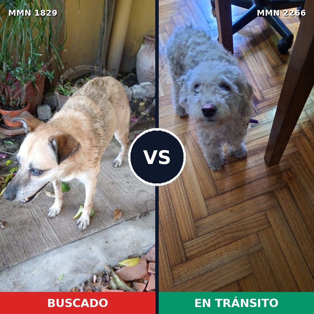 Comparativa MMS 67797: mascota perdida y mascota encontrada, 21% de similitud