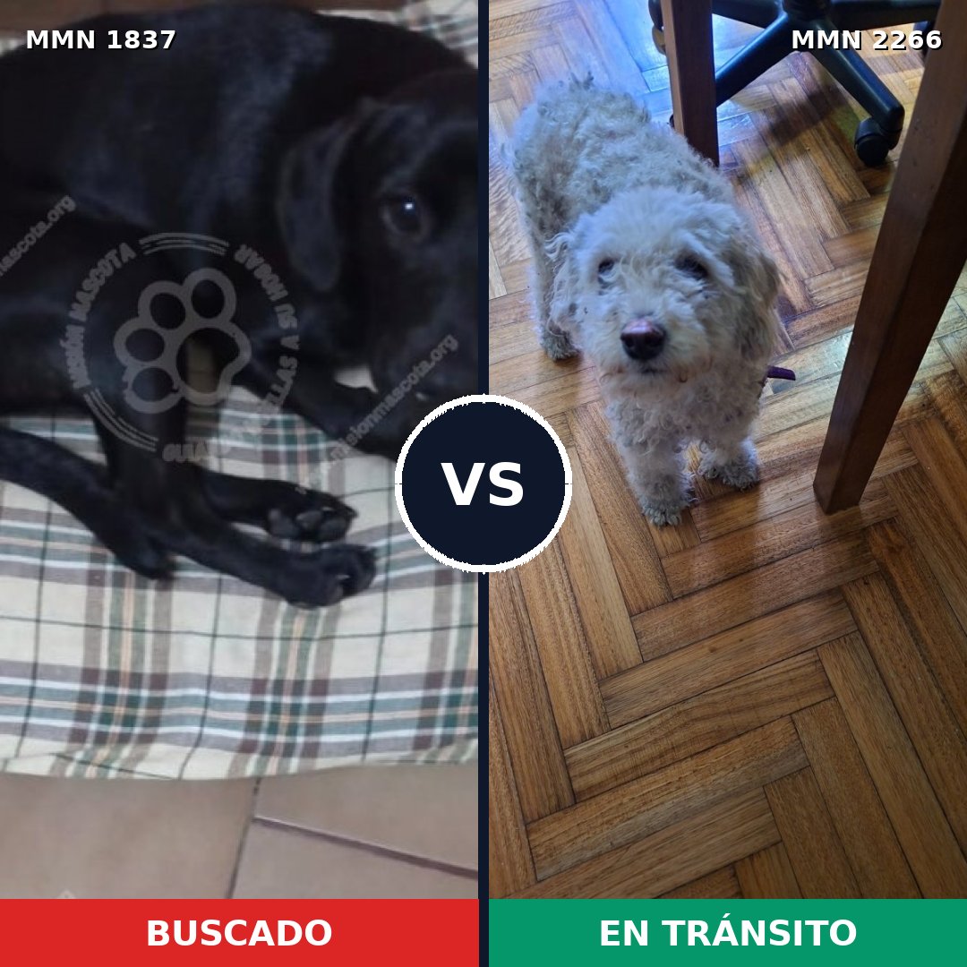 Comparativa MMS 67798: mascota perdida y mascota encontrada, 42% de similitud
