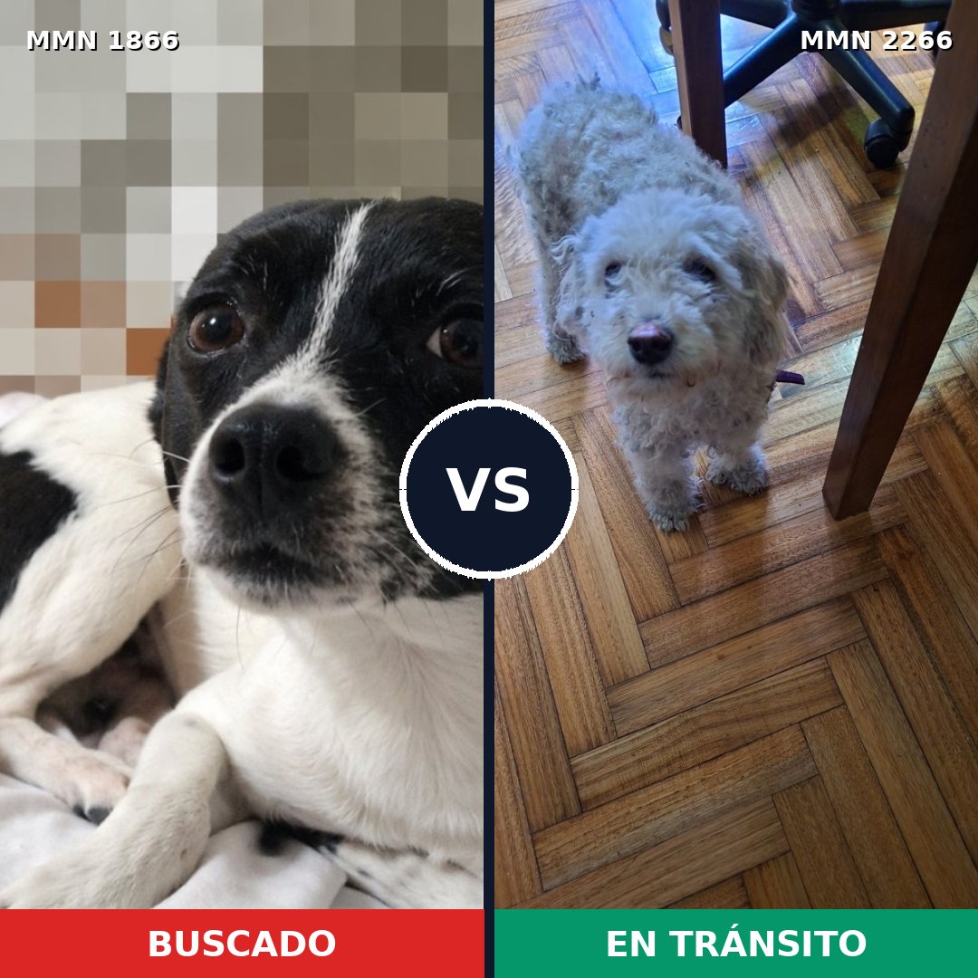 Comparativa MMS 67799: mascota perdida y mascota encontrada, 40% de similitud
