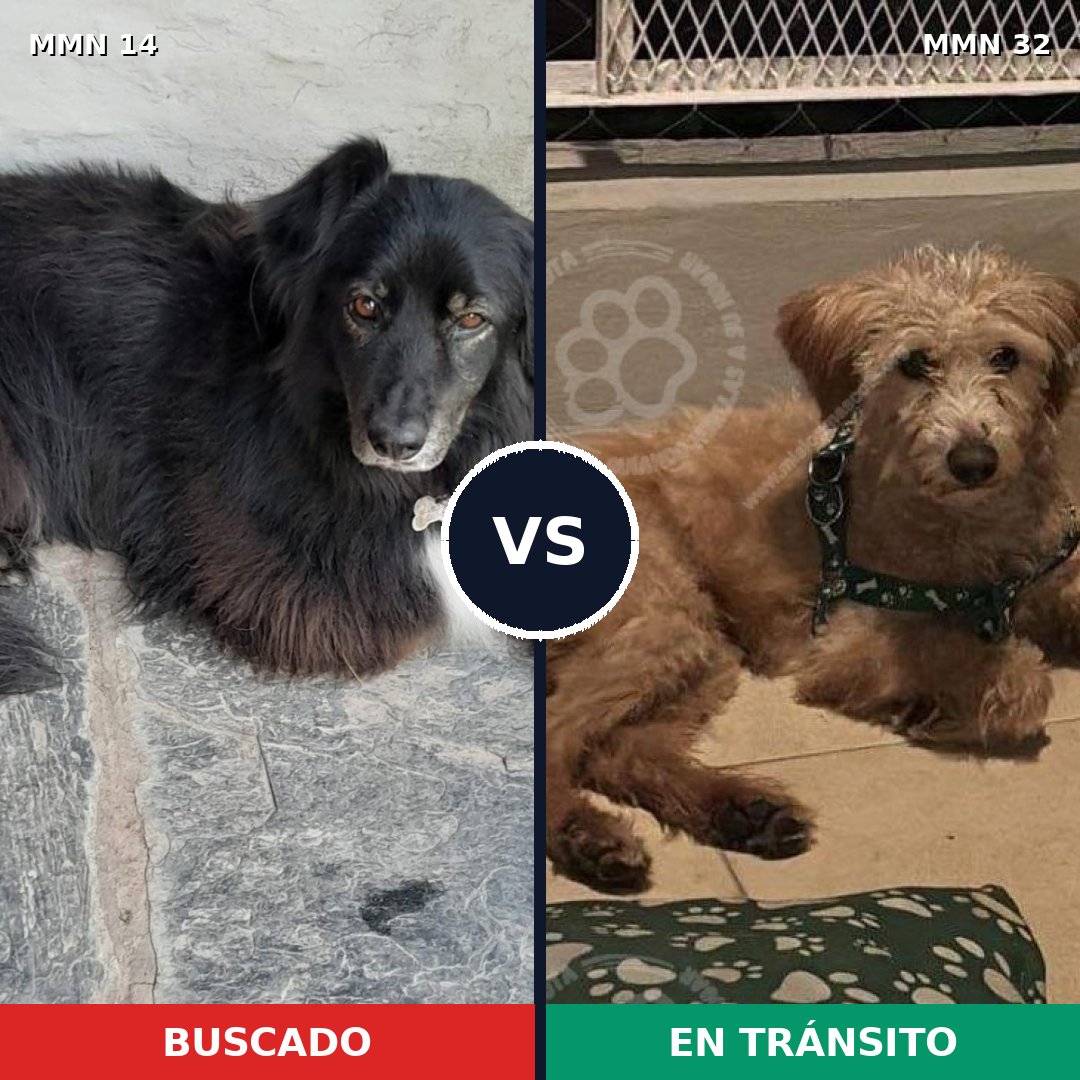 Comparativa MMS 678: mascota perdida y mascota encontrada, 51% de similitud