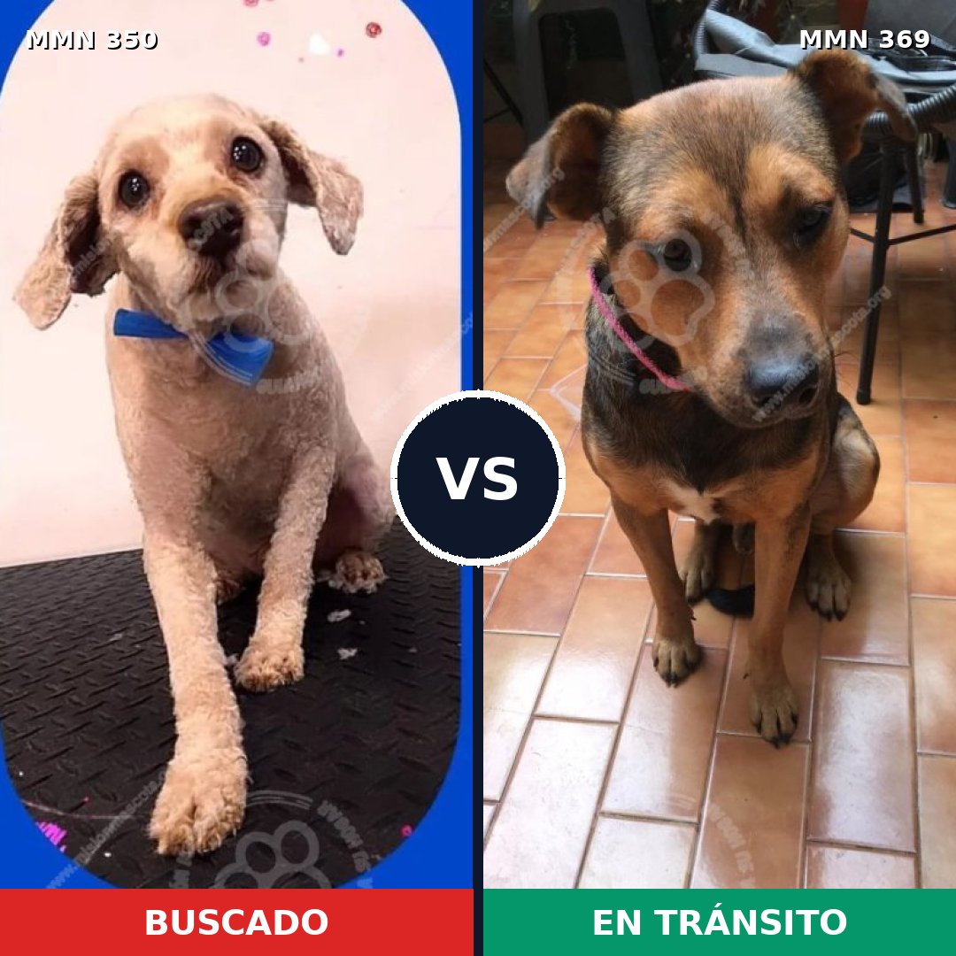 Comparativa MMS 6780: mascota perdida y mascota encontrada, 41% de similitud