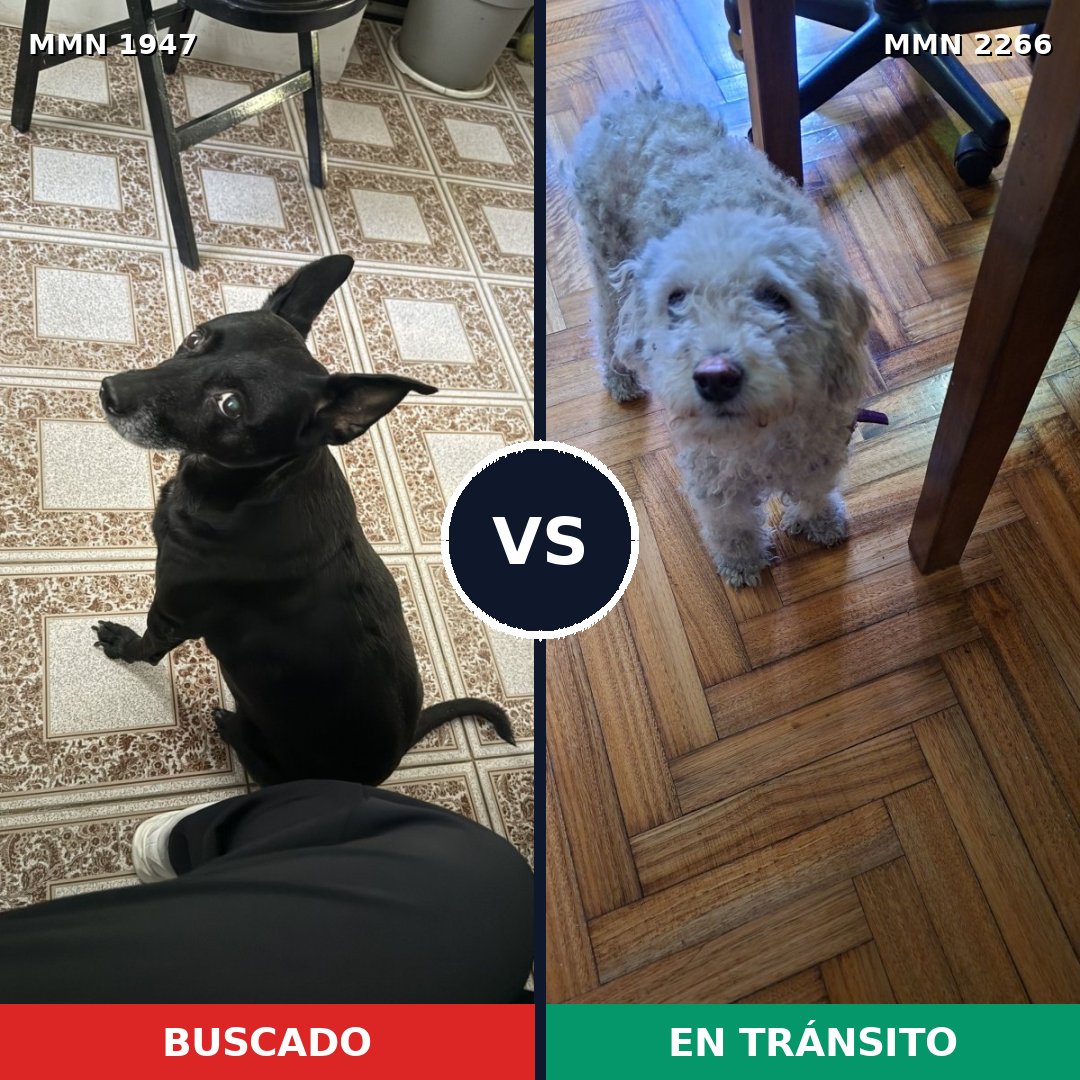 Comparativa MMS 67802: mascota perdida y mascota encontrada, 41% de similitud