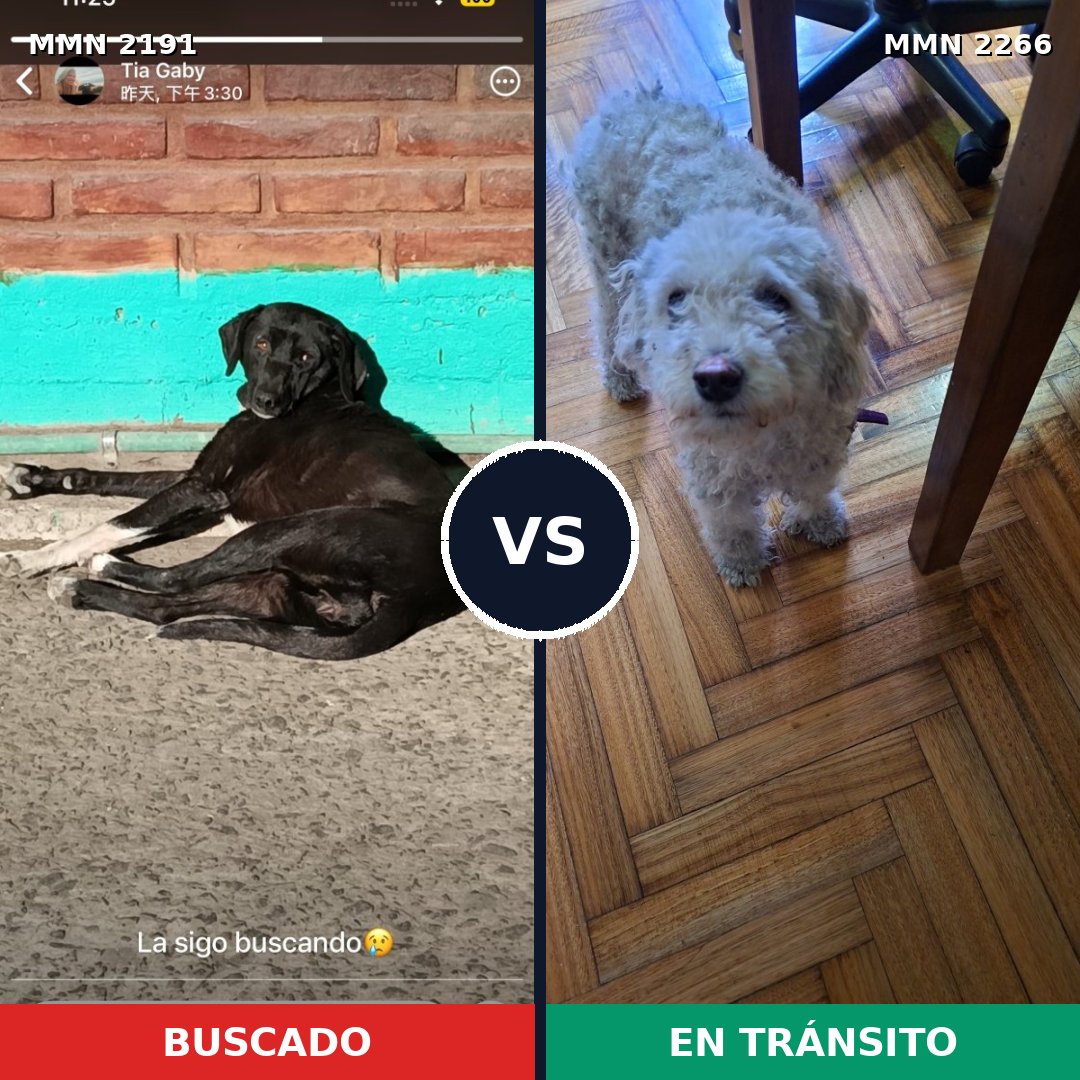 Comparativa MMS 67808: mascota perdida y mascota encontrada, 23% de similitud