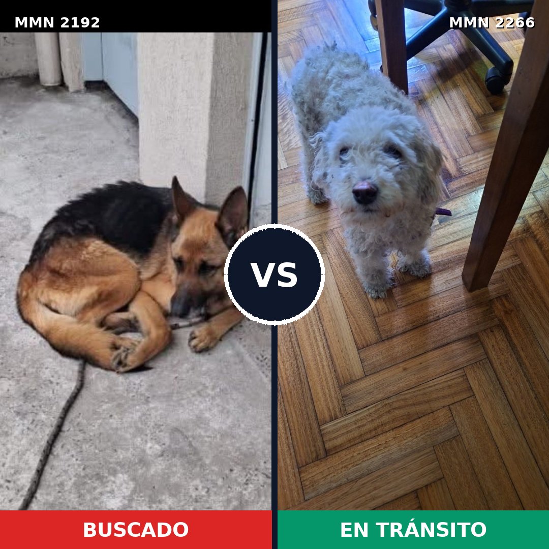 Comparativa MMS 67809: mascota perdida y mascota encontrada, 24% de similitud
