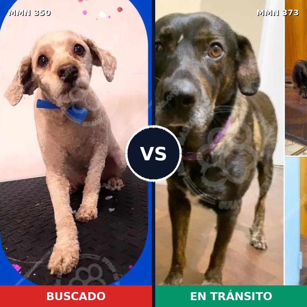 Comparativa MMS 6781: mascota perdida y mascota encontrada, 42% de similitud
