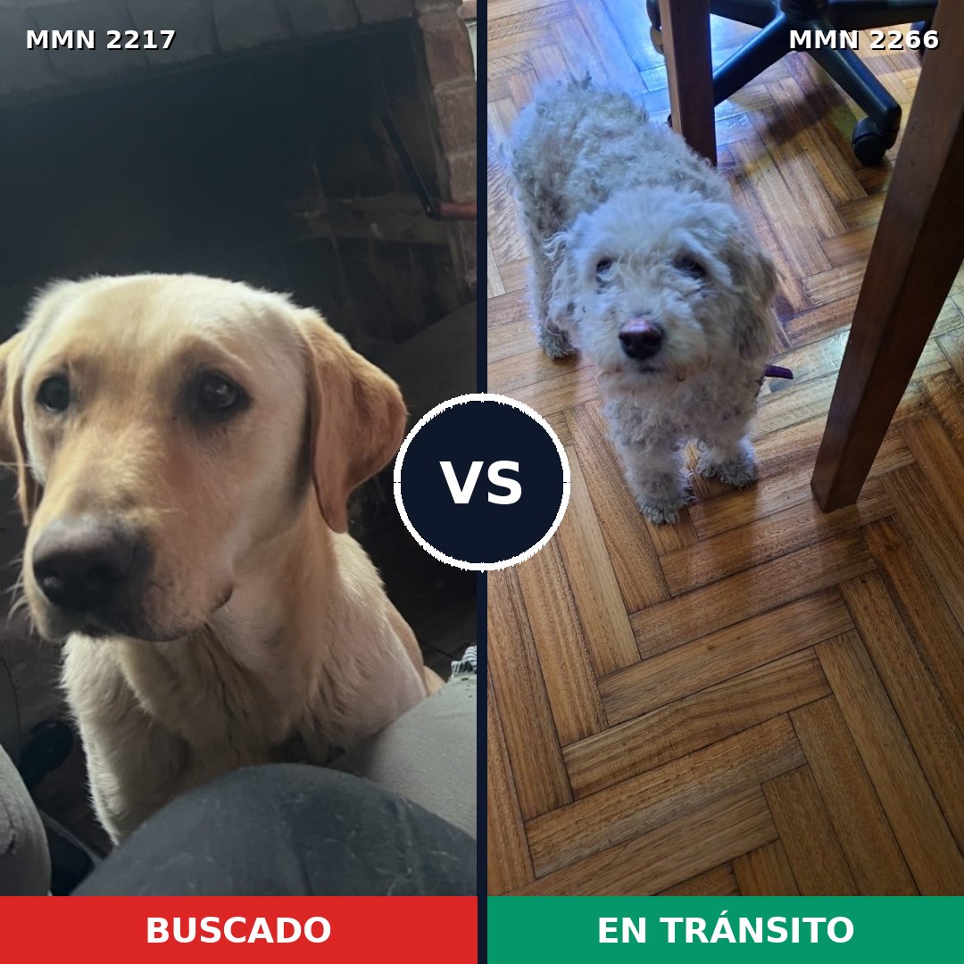 Comparativa MMS 67810: mascota perdida y mascota encontrada, 41% de similitud
