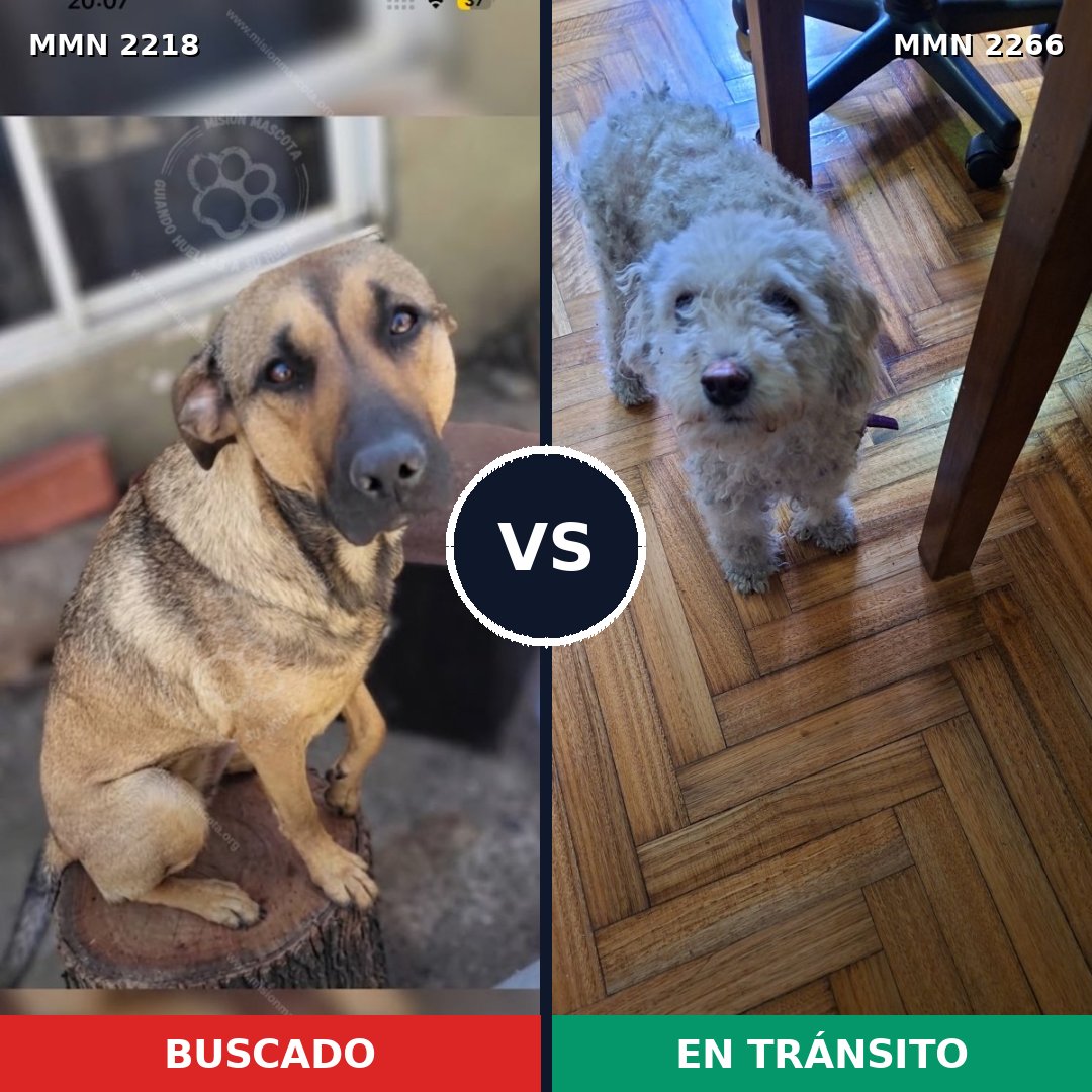 Comparativa MMS 67811: mascota perdida y mascota encontrada, 23% de similitud