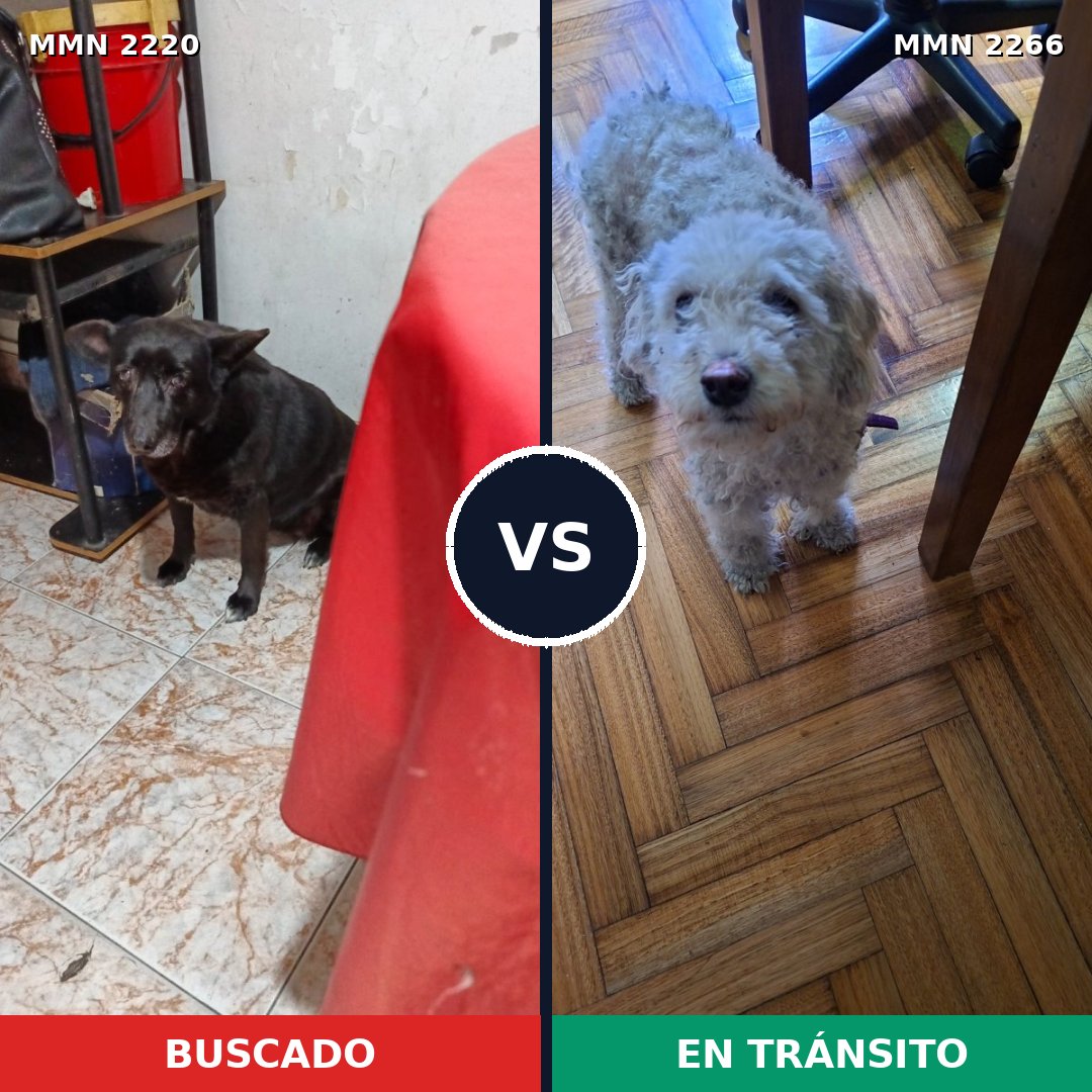 Comparativa MMS 67812: mascota perdida y mascota encontrada, 23% de similitud