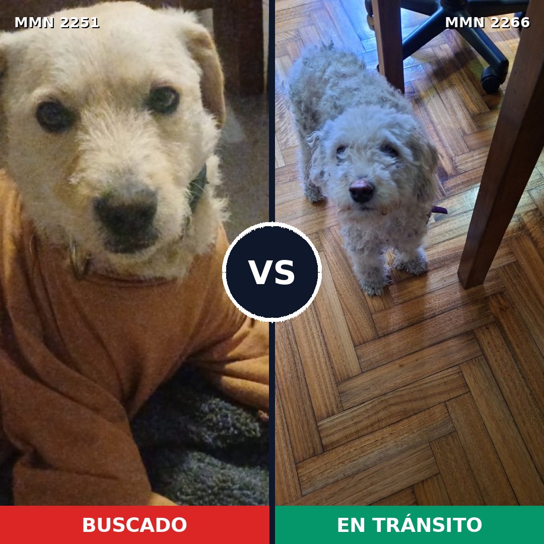 Comparativa MMS 67815: mascota perdida y mascota encontrada, 42% de similitud