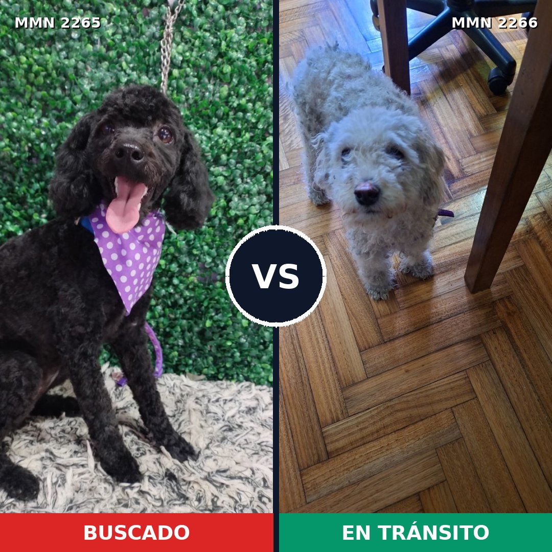 Comparativa MMS 67816: mascota perdida y mascota encontrada, 43% de similitud