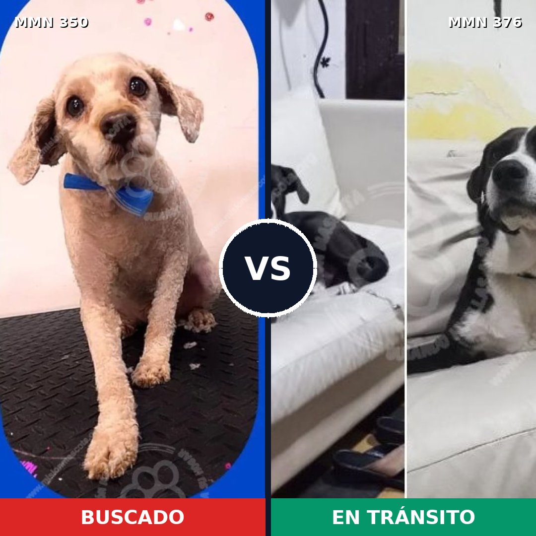 Comparativa MMS 6782: mascota perdida y mascota encontrada, 43% de similitud
