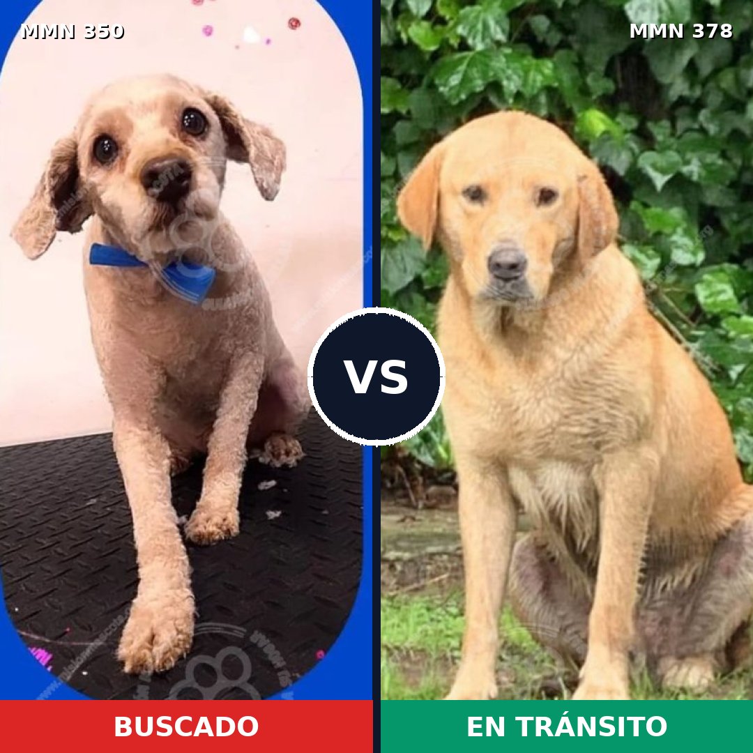 Comparativa MMS 6783: mascota perdida y mascota encontrada, 32% de similitud