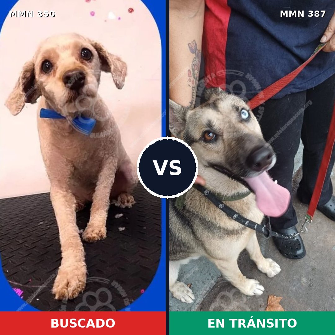Comparativa MMS 6784: mascota perdida y mascota encontrada, 35% de similitud