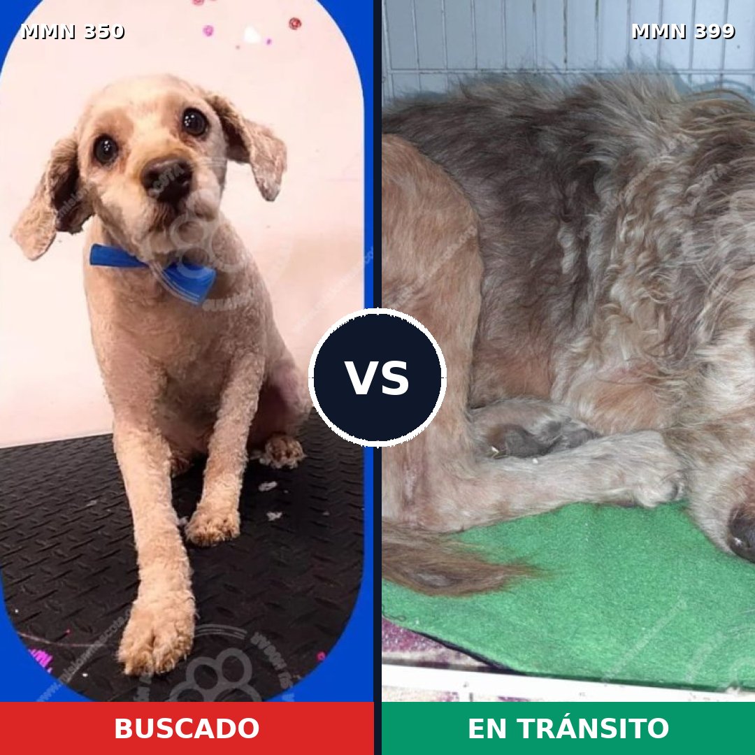 Comparativa MMS 6785: mascota perdida y mascota encontrada, 46% de similitud