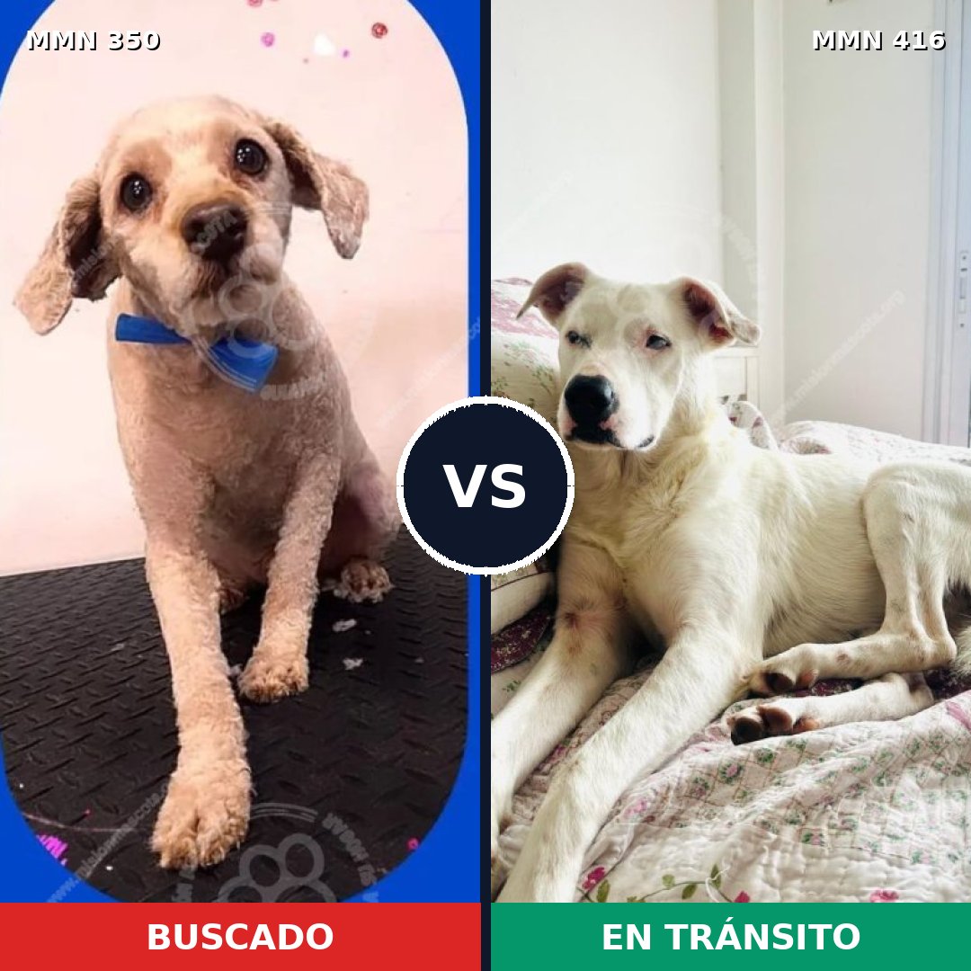 Comparativa MMS 6786: mascota perdida y mascota encontrada, 35% de similitud